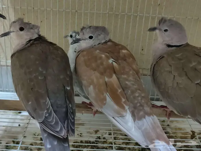 ياكريم قمري هولندي يمام قرزل كرزل 9