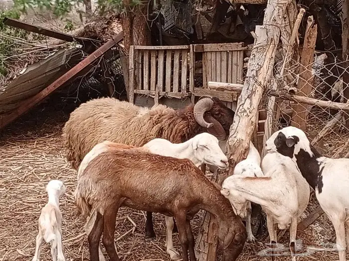 خروف نعيمي فحل رباع 0