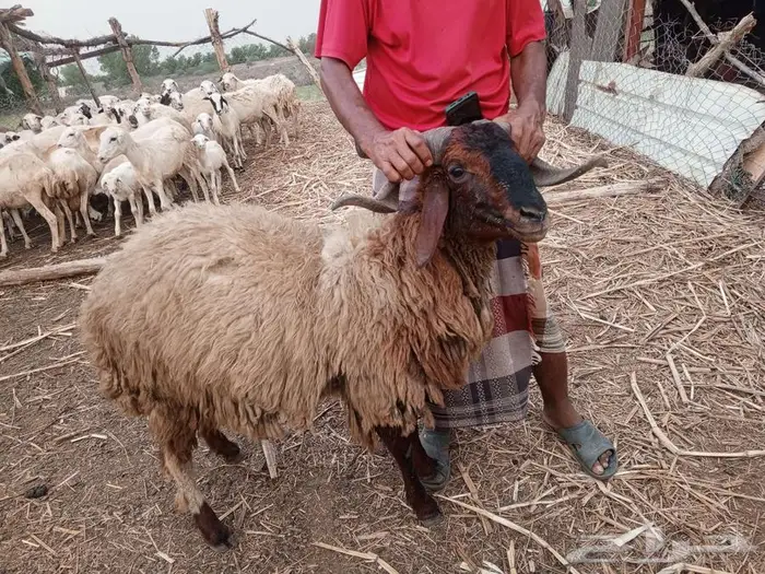 خروف نعيمي فحل رباع 2