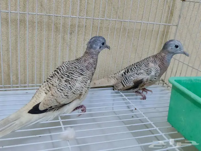 يمام زيبرا دوف دووف الرياض الاحساء 0