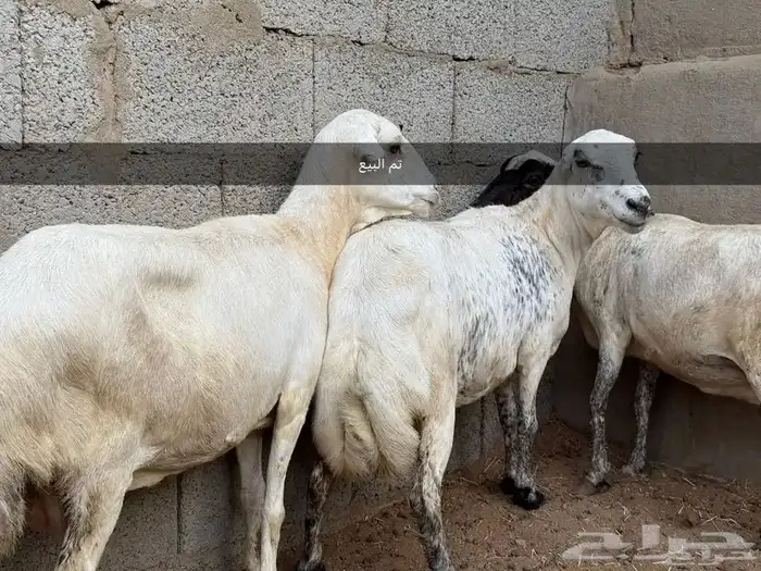 ضأن رفيدة. تم البيع. تم البيع. تم البيع. 2