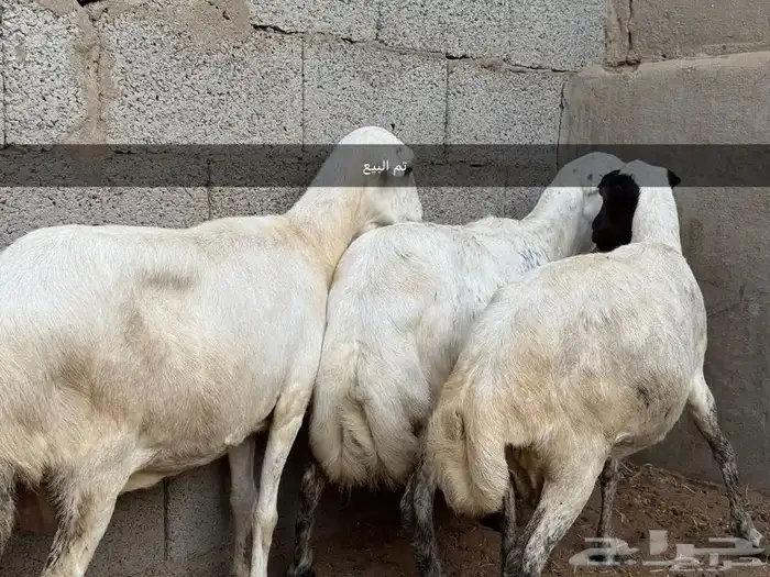 ضأن رفيدة. تم البيع. تم البيع. تم البيع. 3