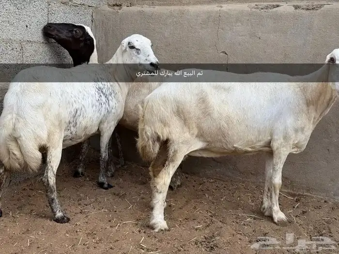 ضأن رفيدة. تم البيع. تم البيع. تم البيع. 0