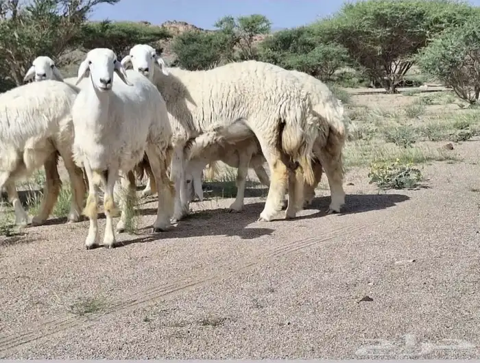 للبيع غنم حريات صنف الصنف 9