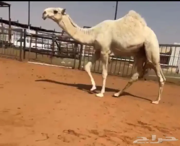 قعود ولد الحاكم بعير فرج بن سويد 0