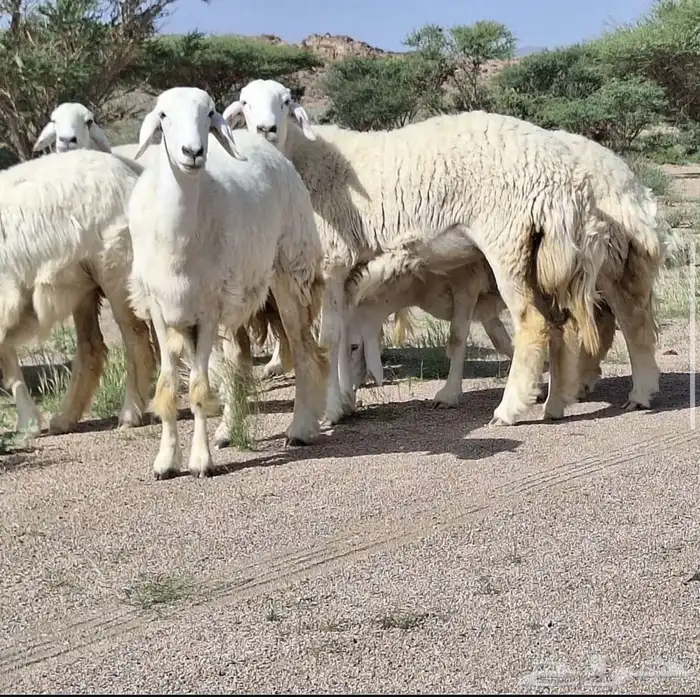 للبيع غنم حريات صنف الصنف 20