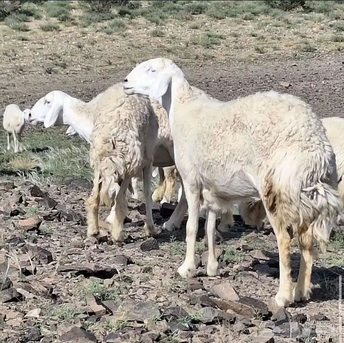 للبيع غنم حريات صنف الصنف 17