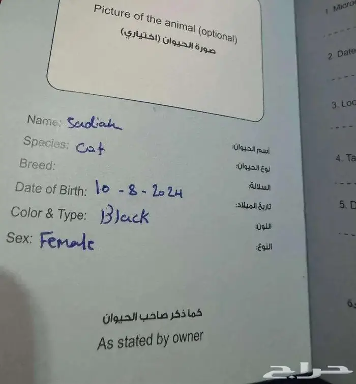 5 قطط للتبني 12