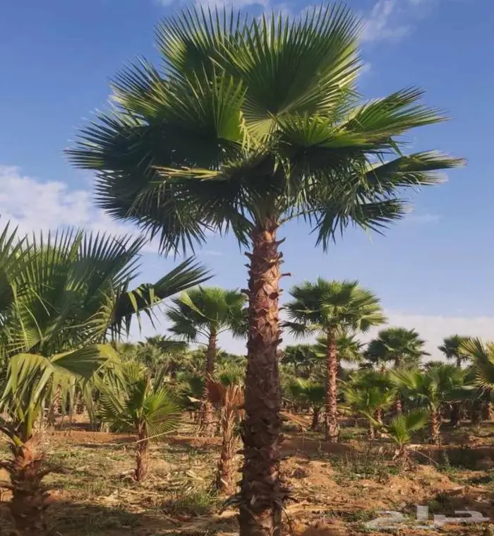جهنميه اشجار نخل واشنطني شجر جهنميه جميع الالوان 6