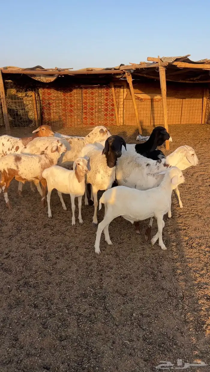 برابر خلفات 1