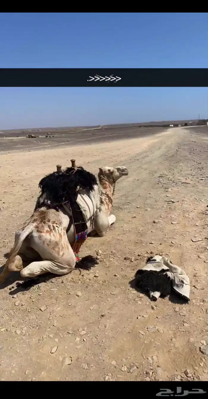 جمل حر ذروان من ذروات ابو قمله 1