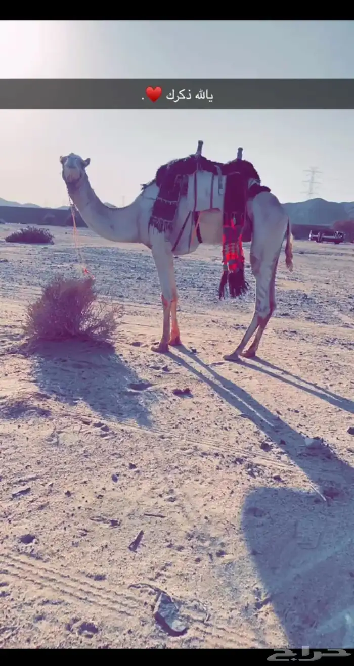 جمل حر ذروان من ذروات ابو قمله 3