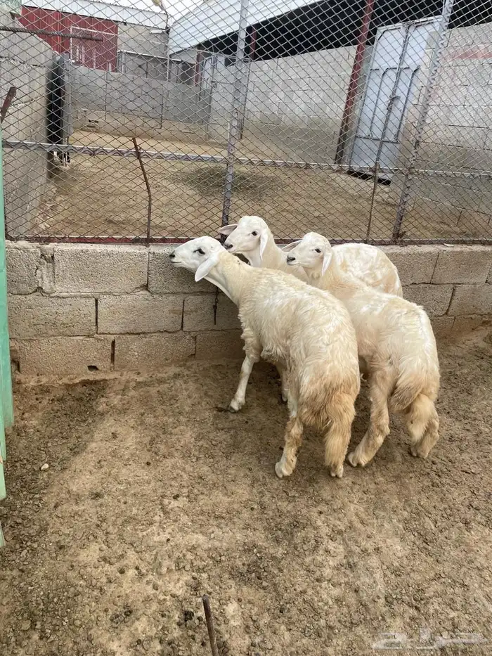 خرفان ذبايح 0