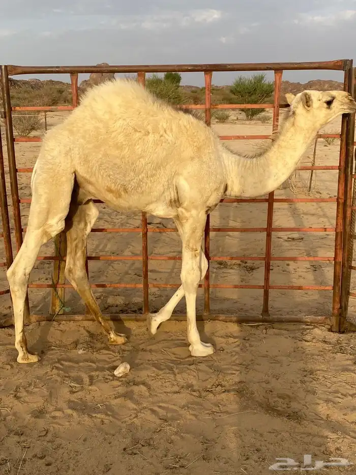 قعود على لباني للبيع 2