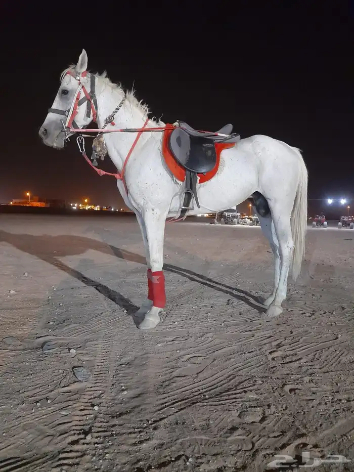 إيجار ماعز قزم وسيسي وخيل وجمل 1
