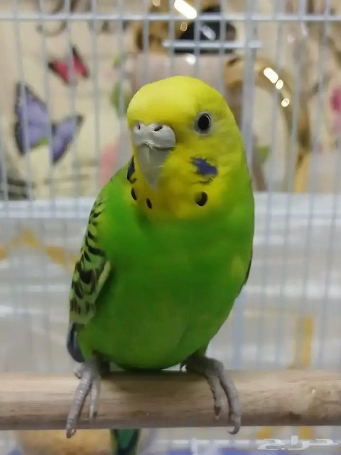 ببغاء البادجي . 1