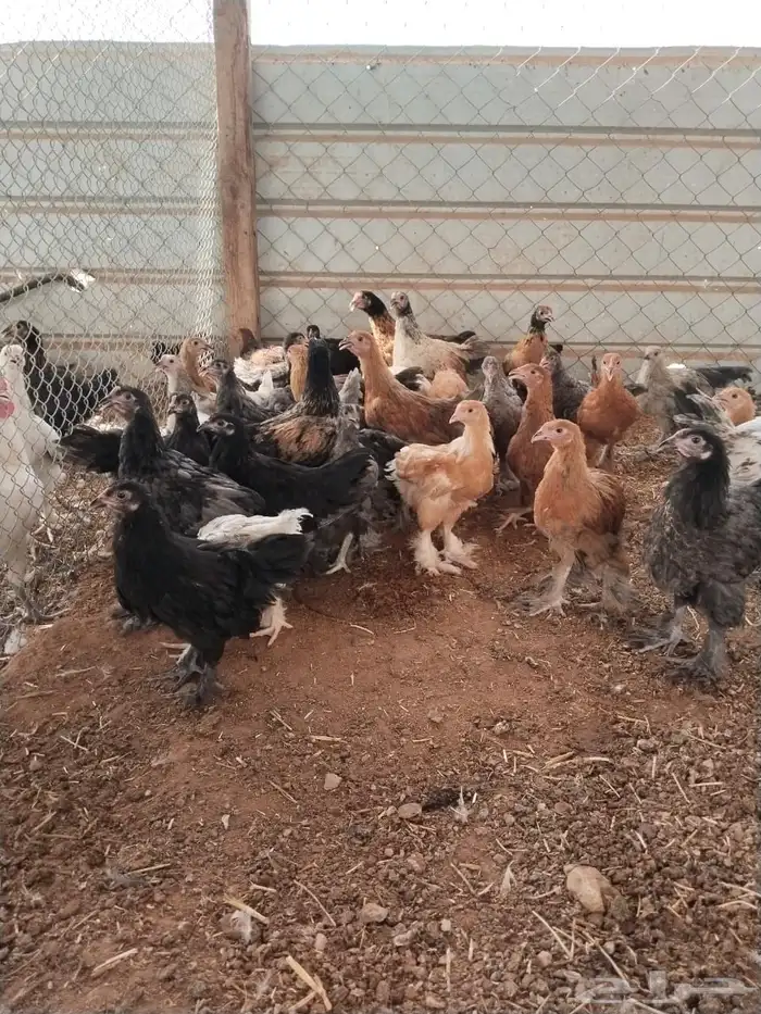 دجاج هندي و برهما 2