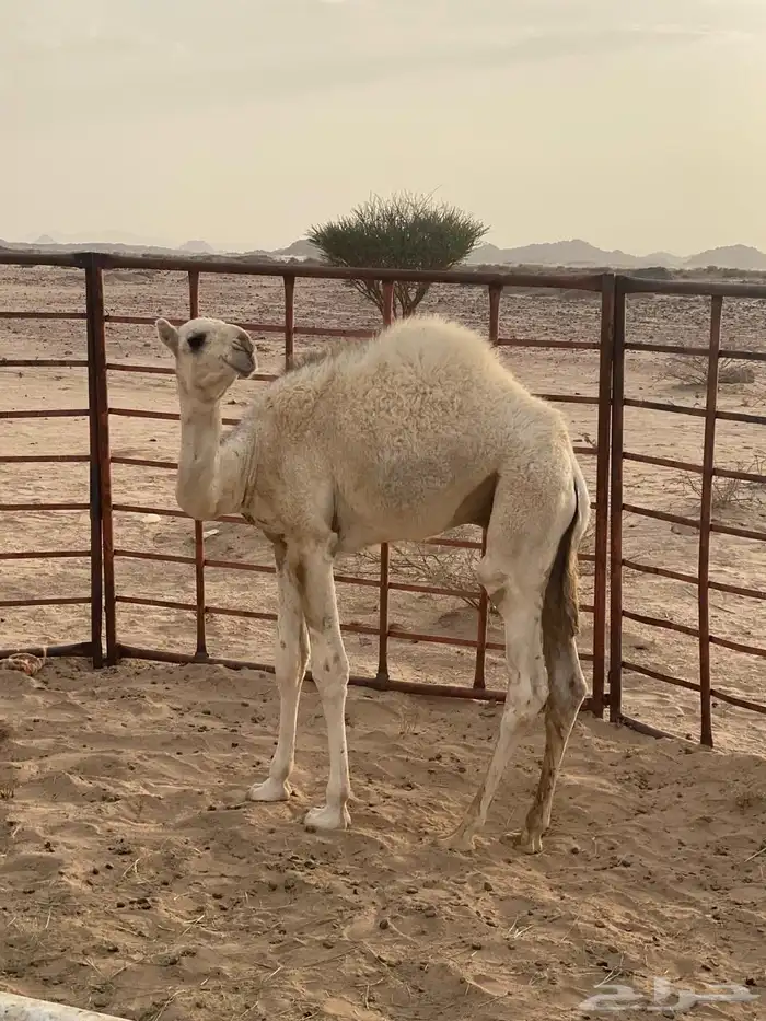 قعود على لباني للبيع 1