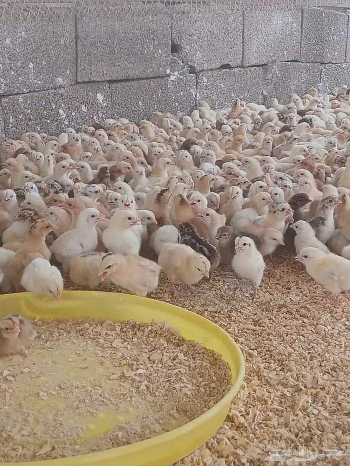 صوص بلدي عمر 5 أيام 0