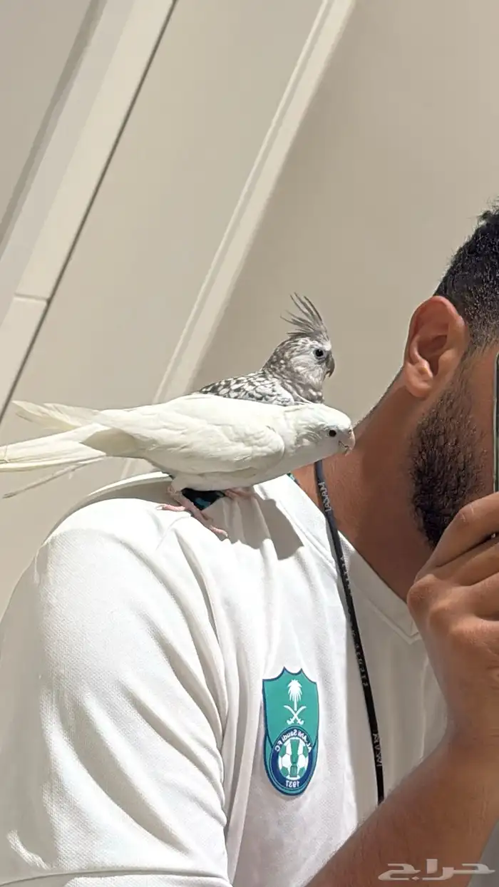 جوز كروان اليف هدد وطفرة النوادر . 0