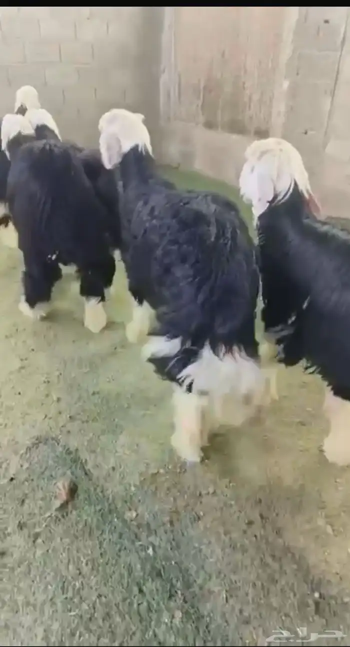 بيع خرفان نجد و خرفان حري تقسيط تابي وتمارا 6