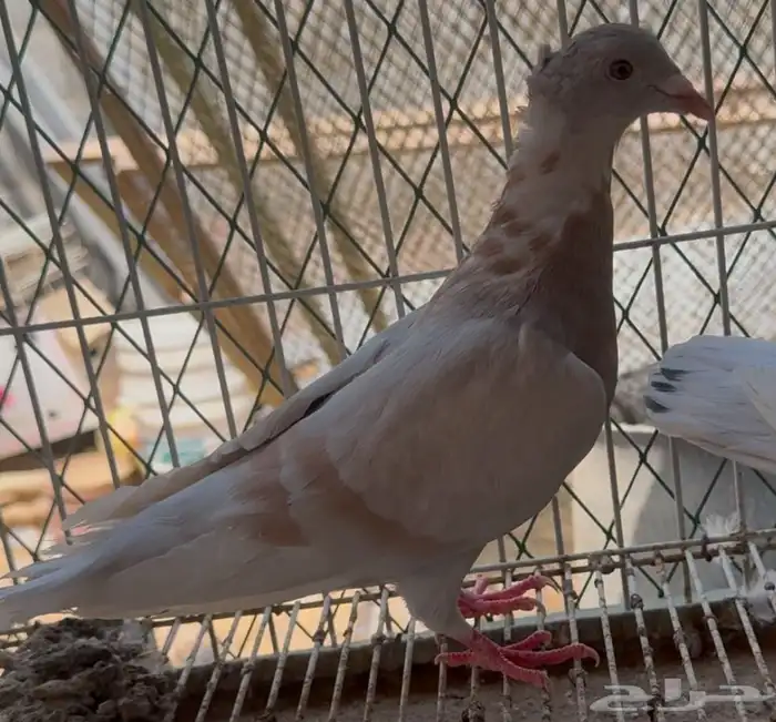 اجواز زاجل زينه 9