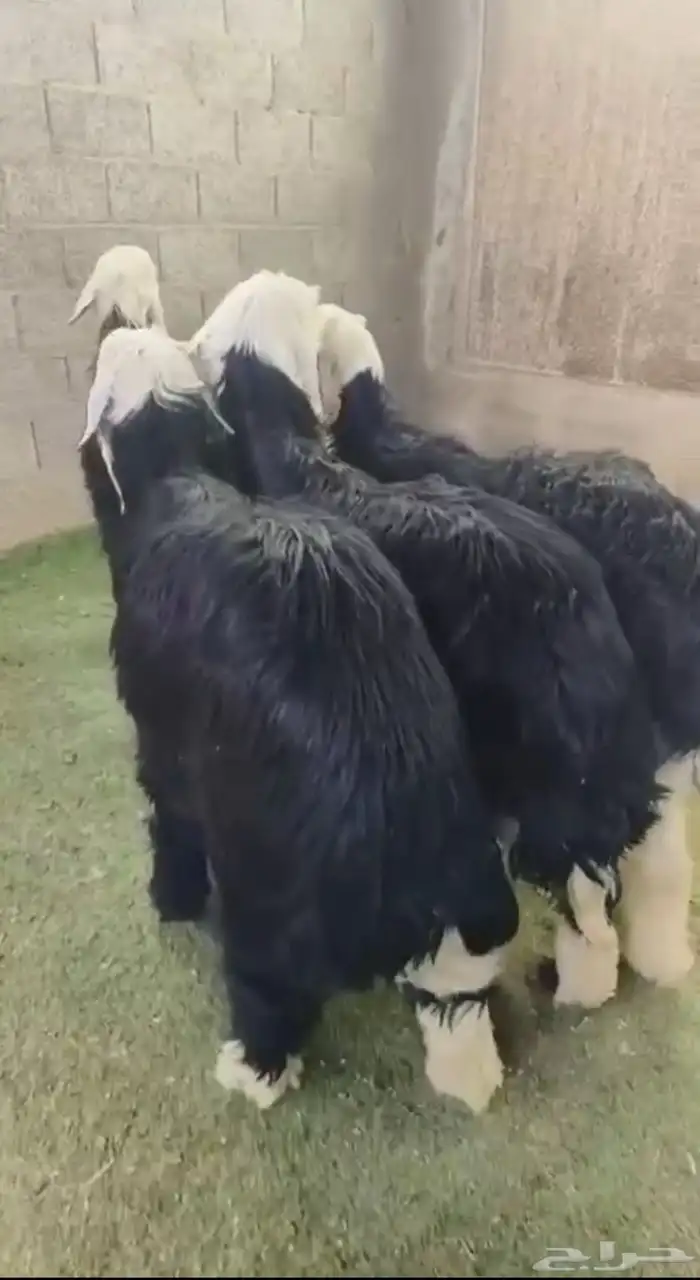 بيع خرفان نجد و خرفان حري تقسيط تابي وتمارا 7