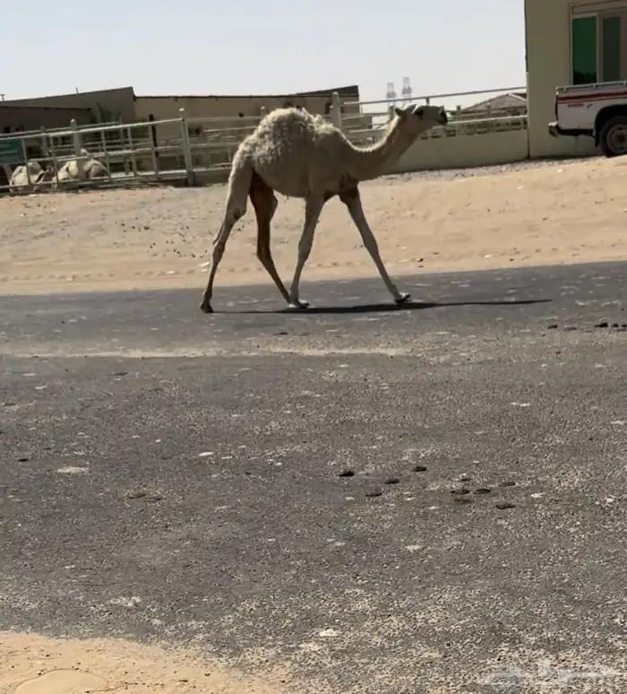 للبيع عشرا الكفووو تحتها قعود 1