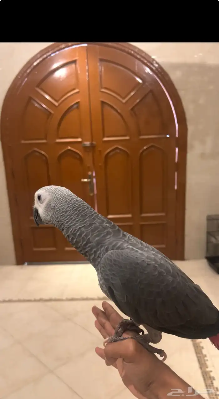 فرخ كاسكو اليف وهدد وطفره وسوبر السوووبر 0