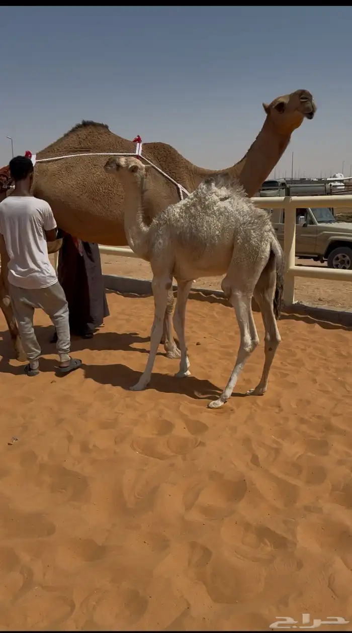 بكر حمرا تحتها بكره 4