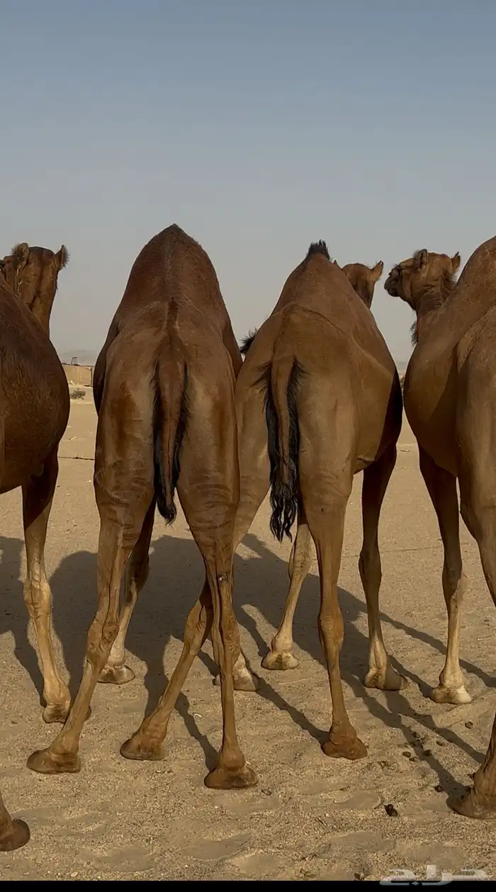 ابل سواحل حمر دهم (3) 9