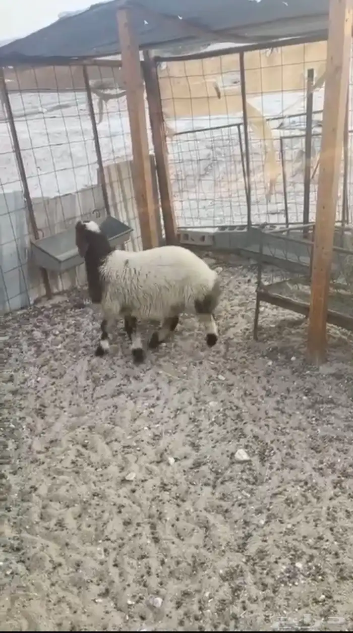 رخال نعيمه 0