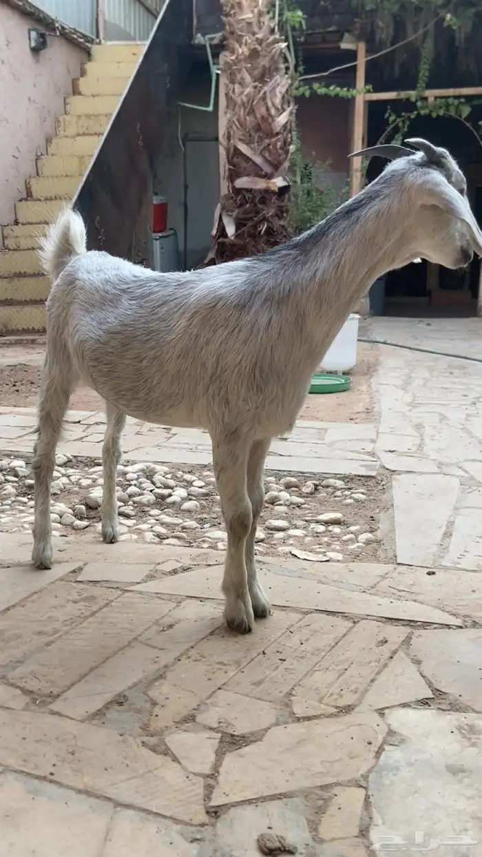 جفره للبيع طيبه ومقفله شحم 0