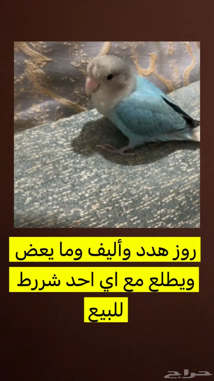 طير روز هدد واليف ويطلع مع اي احد 1
