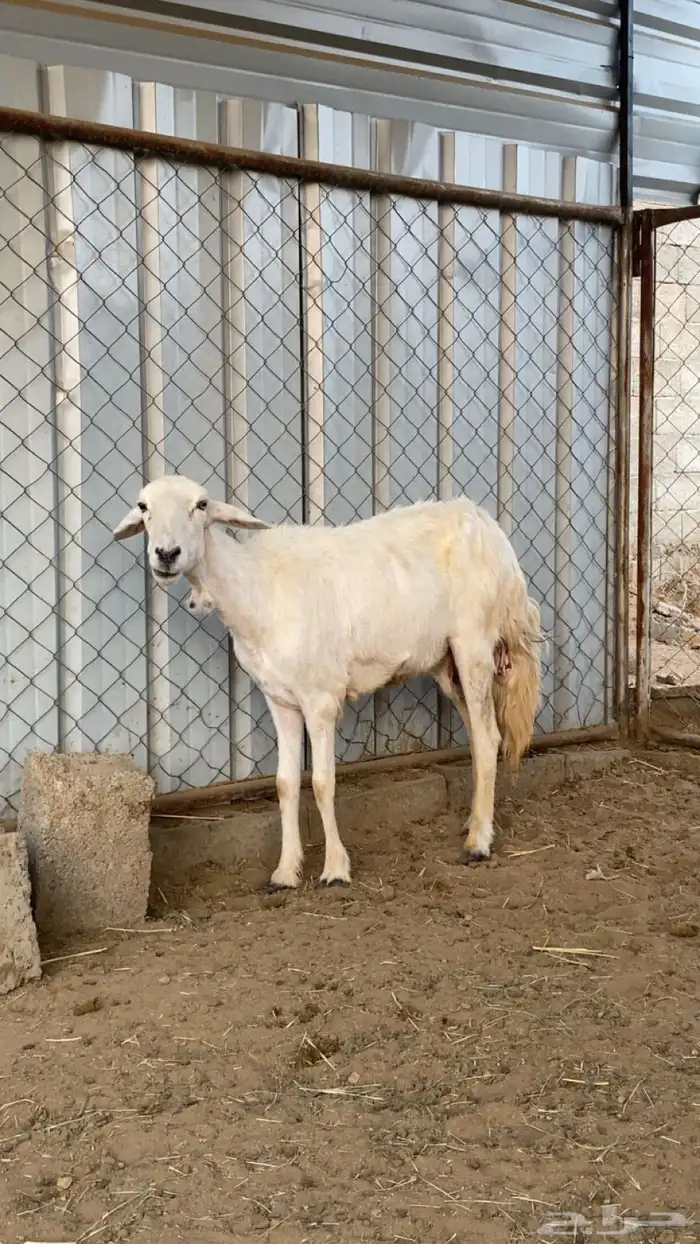 شاه للبيع 1