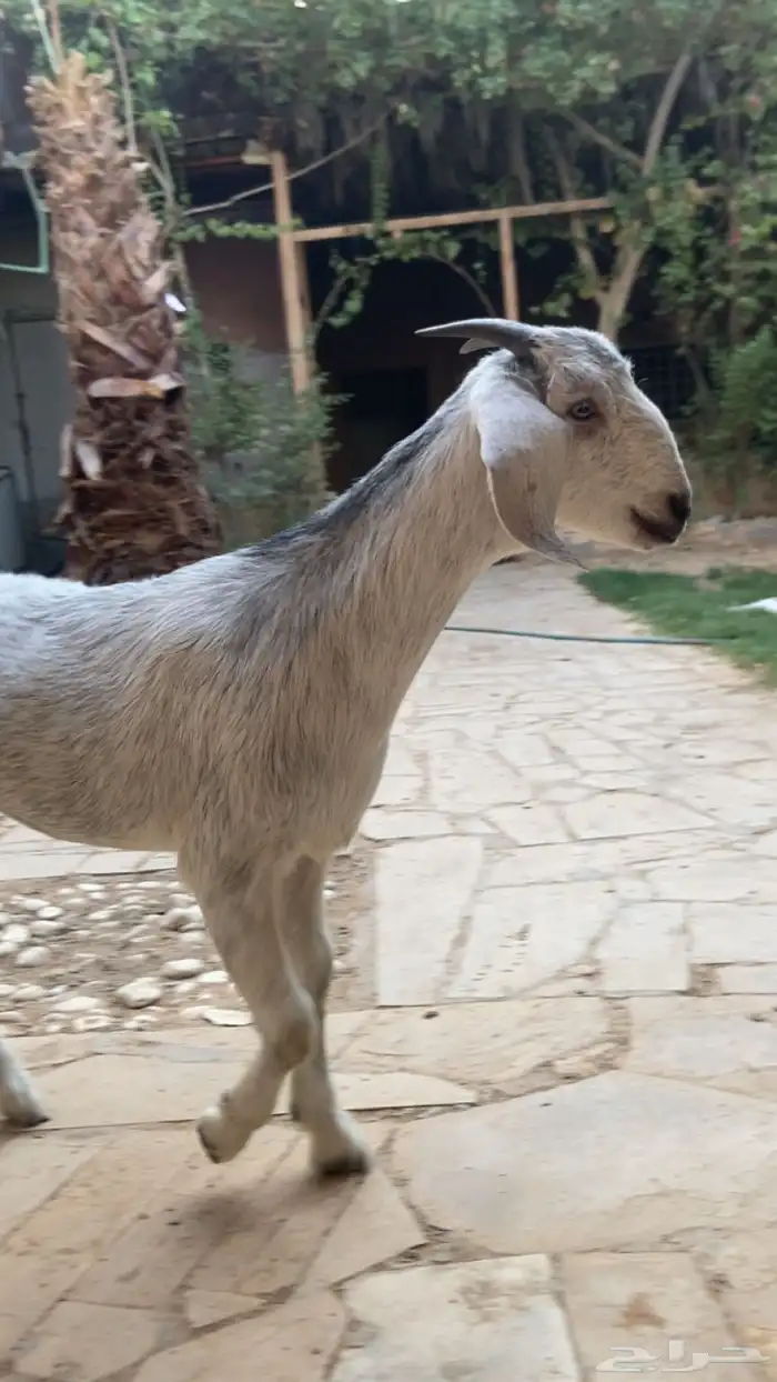 جفره للبيع طيبه ومقفله شحم 2