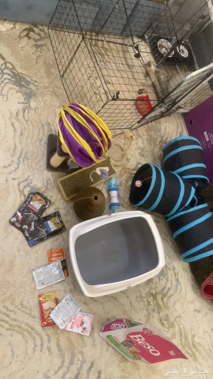 قطة انثى 17