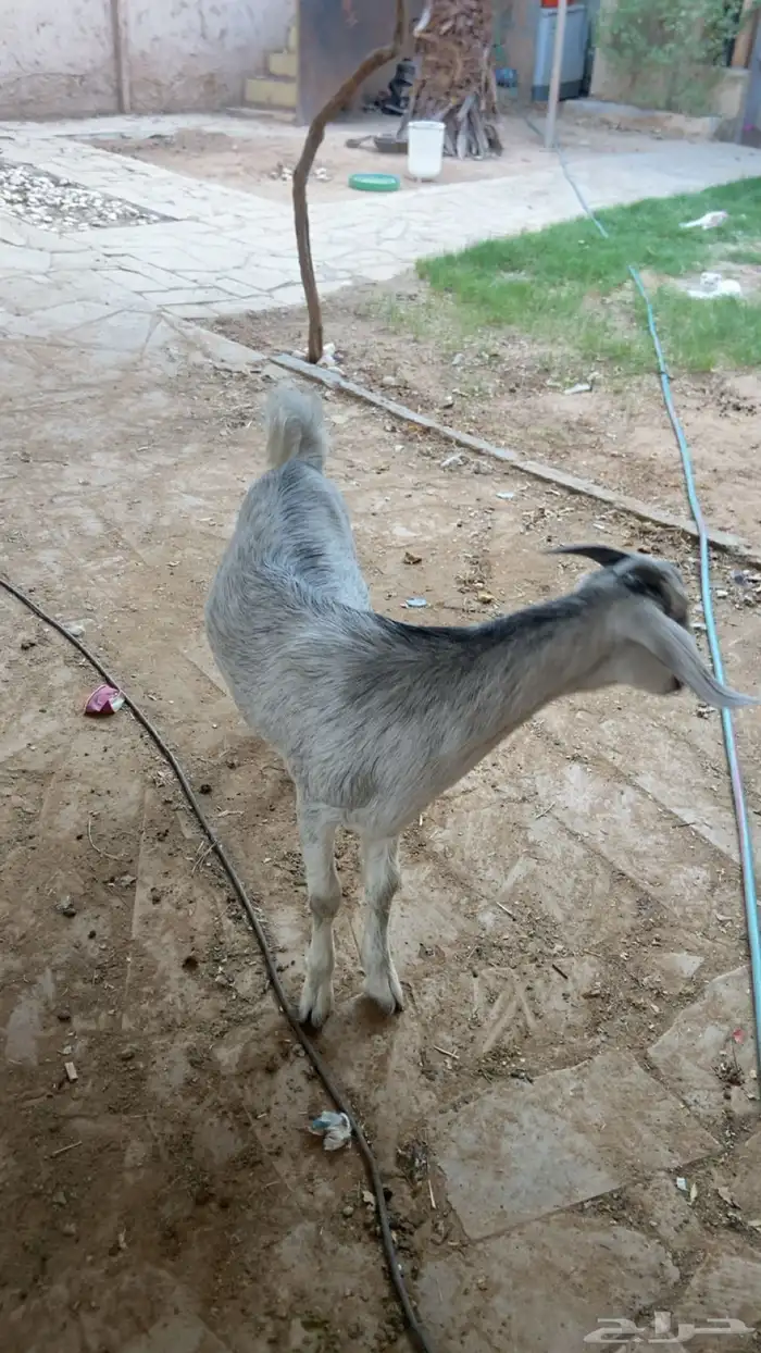 جفره للبيع طيبه ومقفله شحم 4