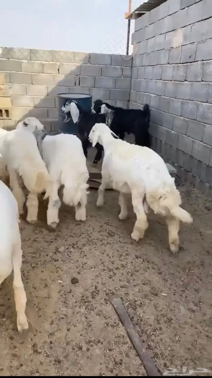 ذبايح طليان حري 2