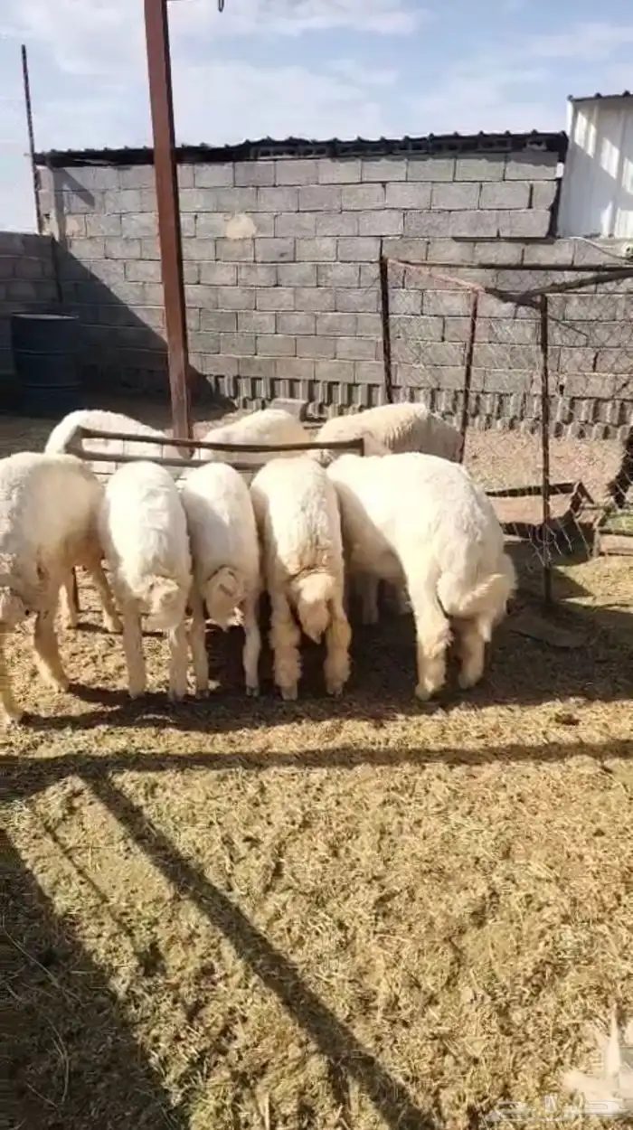 ذبايح طليان حري 0