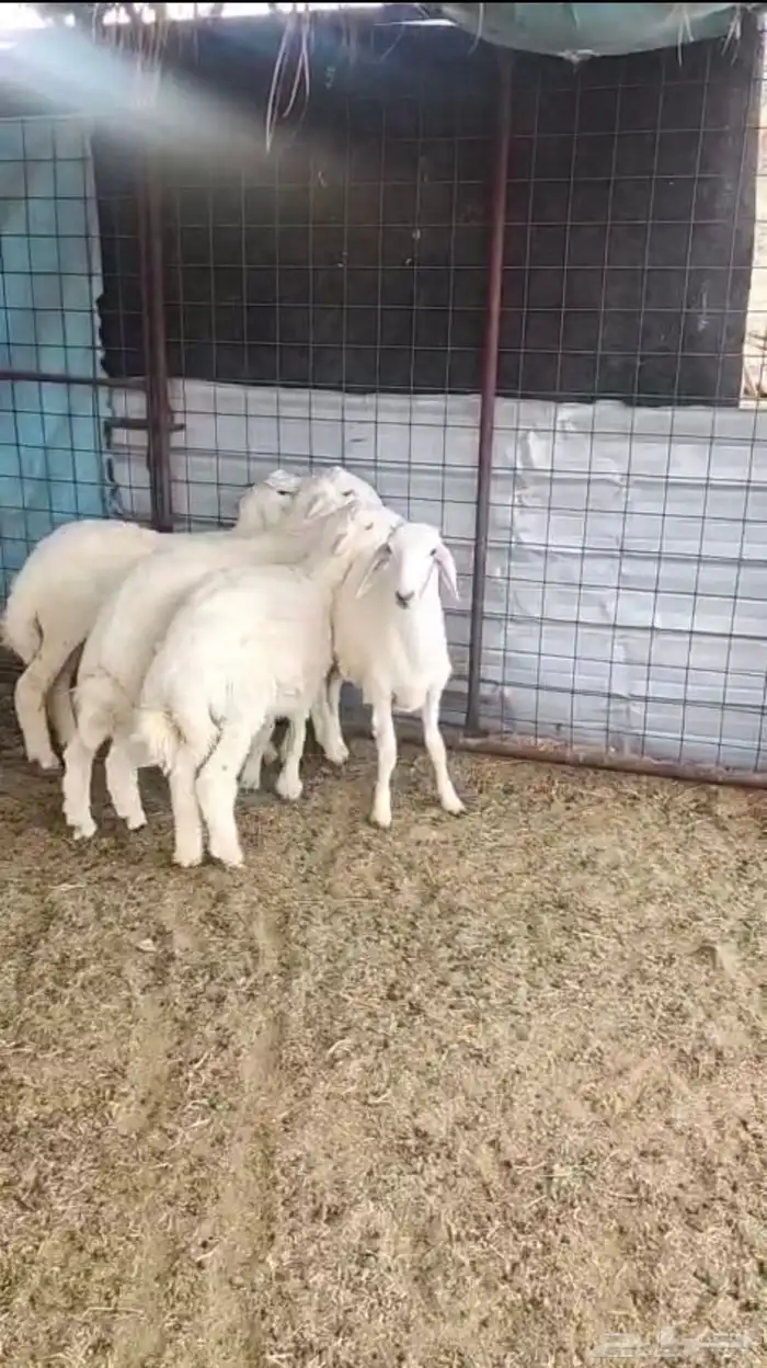 ذبايح طليان حري 3