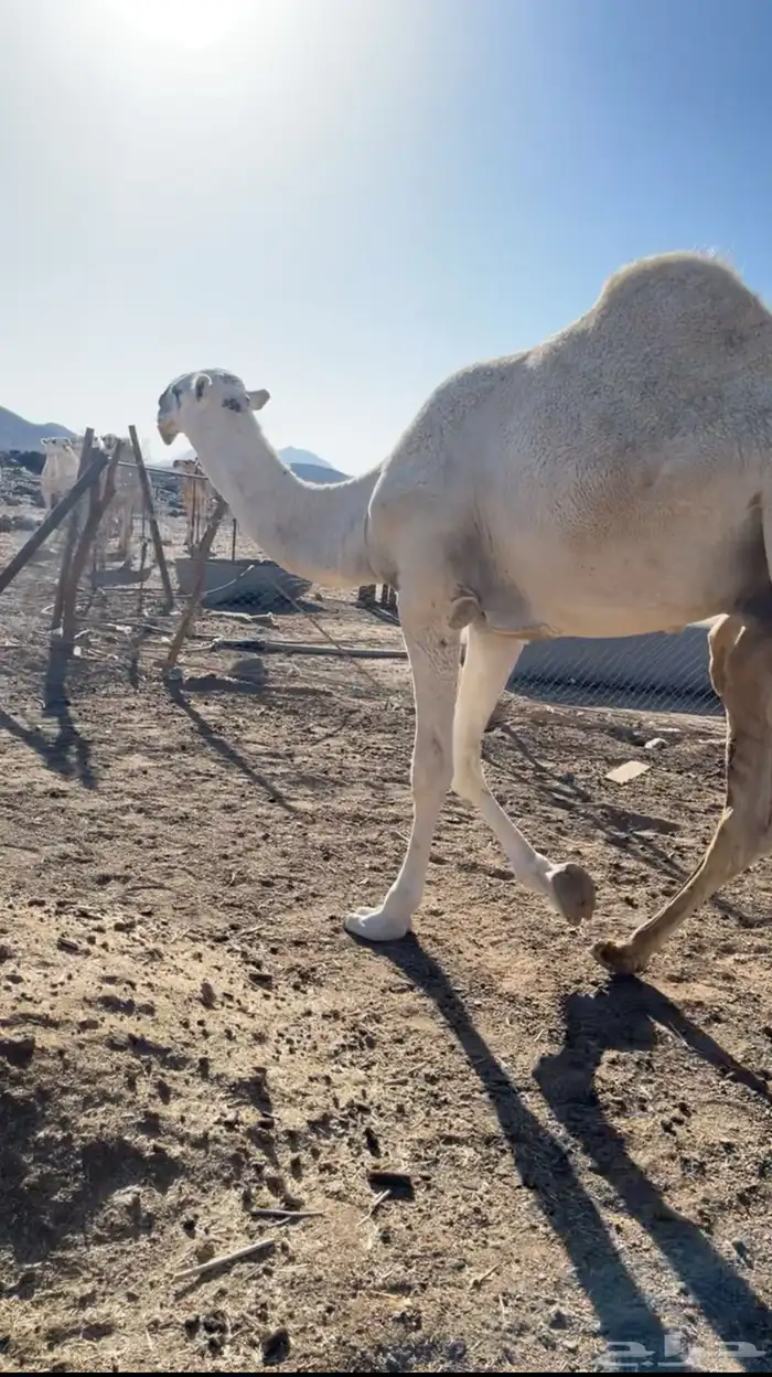 قعود اوضح كفو 0