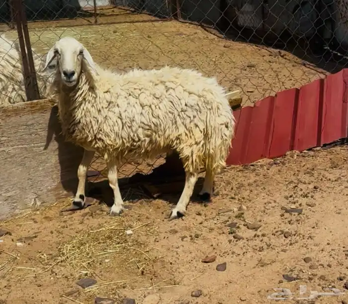 نعجه حايل 2