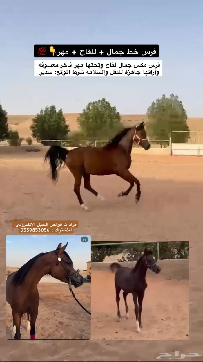 فرس للقاح   مهر 0