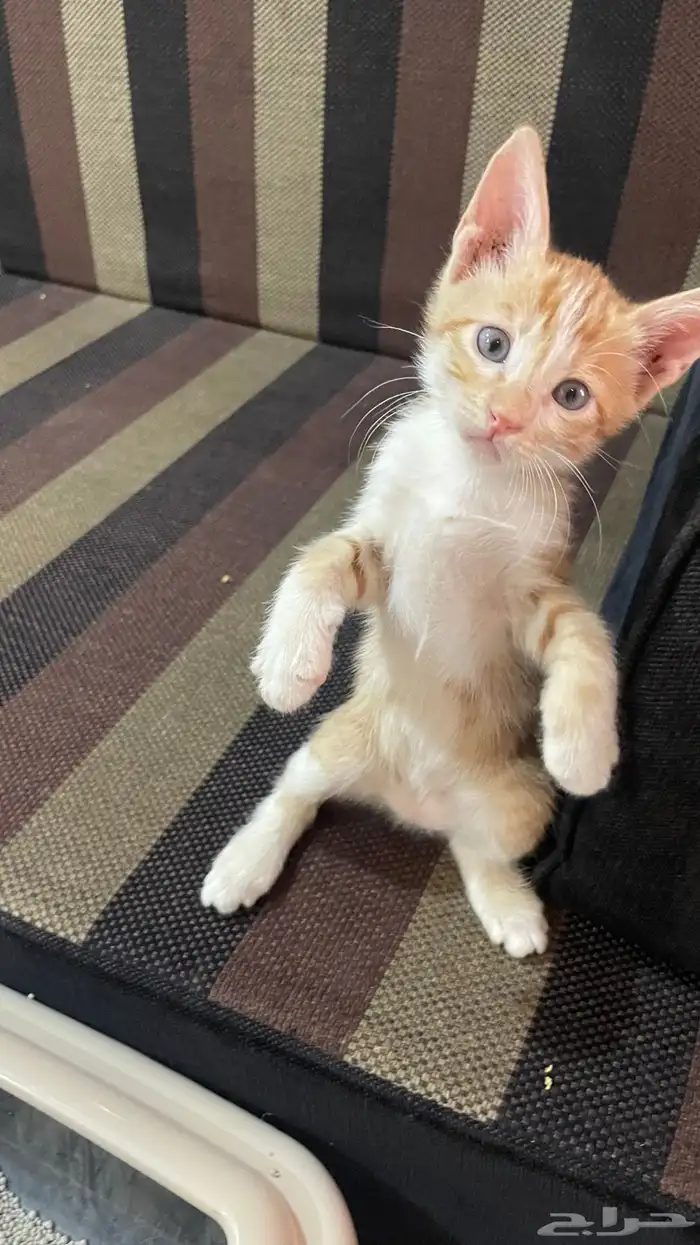 قط عمره اقل من شهرين 0