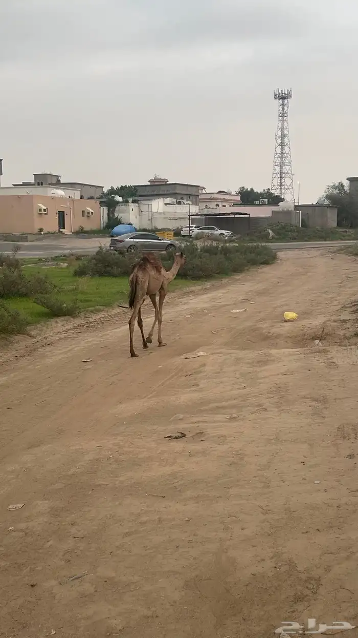 بكرة للتربية والضيار 3