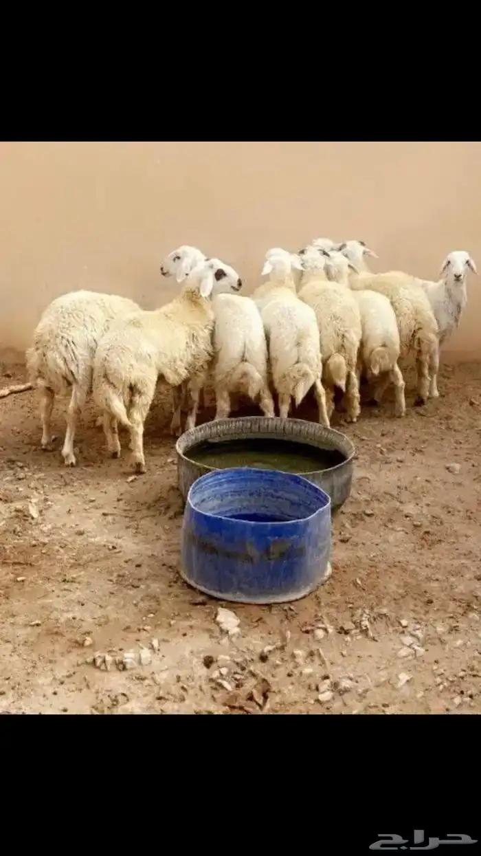 بهم حري فاااخر 0