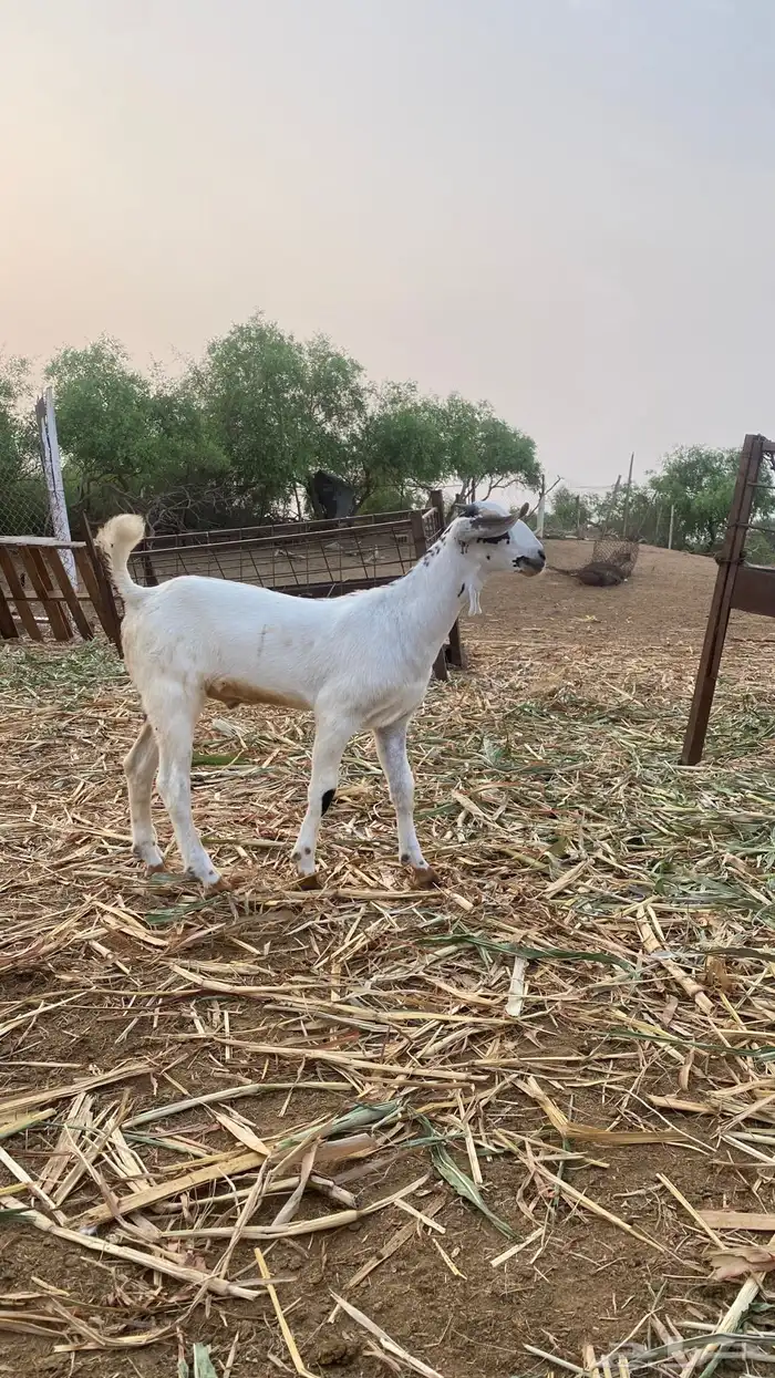 مشروع مسلب 4