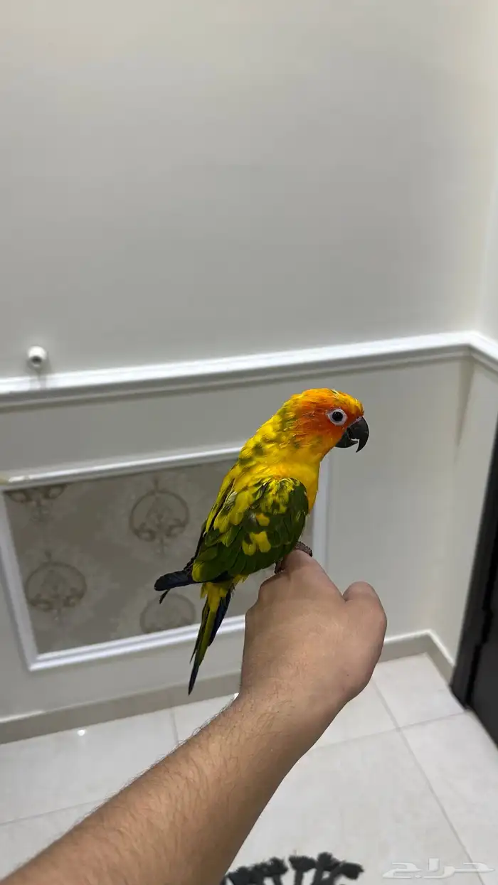 صن كنيور اليف وهدد ومتكلم ( تم البيع) 3