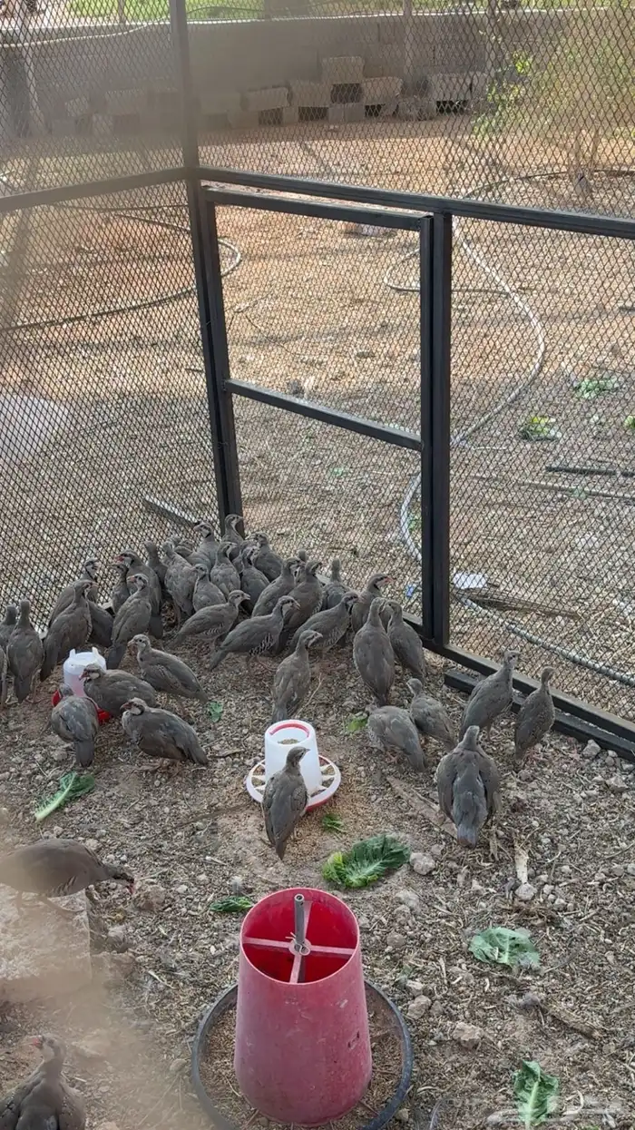 حجل شنير الموقع الرياض و بيشه 1